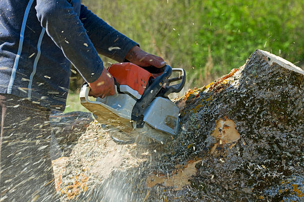 Why Choose Our Tree Removal Services in Glasgow, DE?